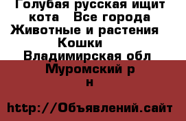 Голубая русская ищит кота - Все города Животные и растения » Кошки   . Владимирская обл.,Муромский р-н